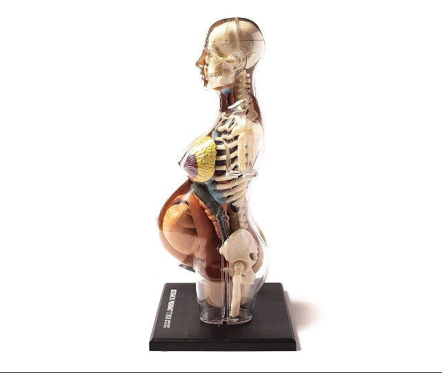 Thames&Kosmos - Анатомичен Модел На Човешката Бременност --- BebeMama