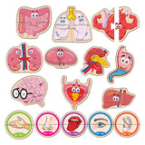 Говорещи И Разказващи На Български Пъзели Ортаните В Човешкото Тяло За Най Малките С Размери 11Х10 Общо 30 Ел. 10 Модела По 2 Ел. С Добавена Реалност 20Х17Х4 На 16 Езика От Еva Пяна