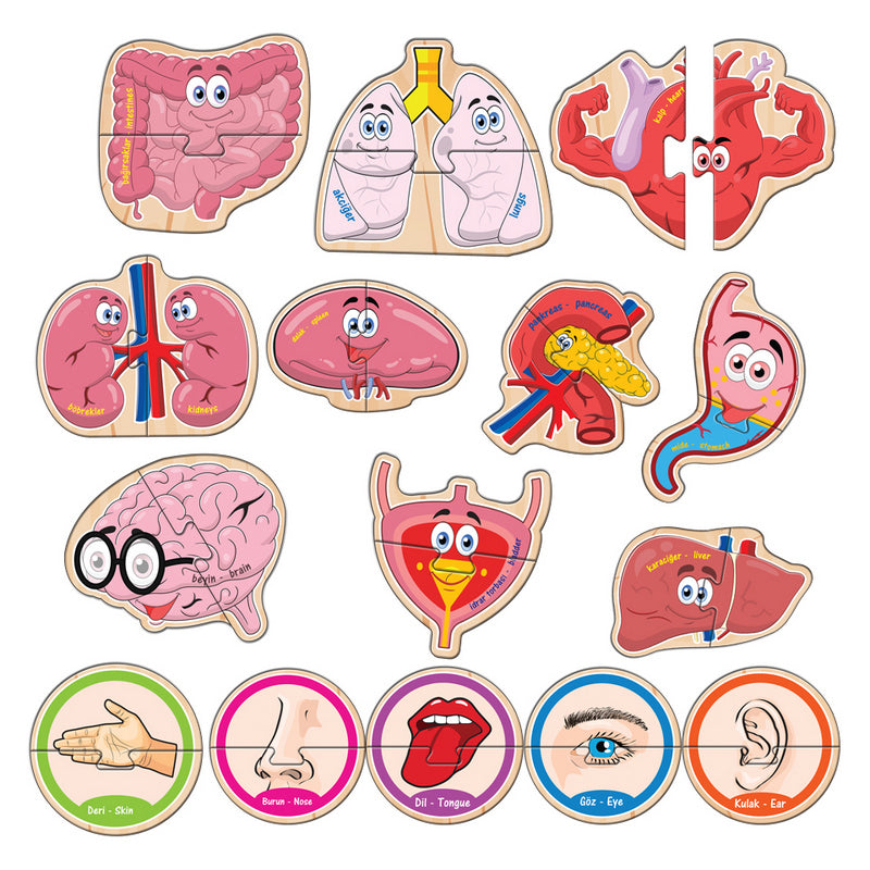 Говорещи И Разказващи На Български Пъзели Ортаните В Човешкото Тяло За Най Малките С Размери 11Х10 Общо 30 Ел. 10 Модела По 2 Ел. С Добавена Реалност 20Х17Х4 На 16 Езика От Еva Пяна