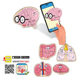 Puzzle-uri bulgare cu mesaje vocale și narative despre organele din corpul uman pentru cei mici, cu dimensiuni 11x10, total 30 de piese, 10 modele a câte 2 piese, cu realitate augmentată 20x17x4, în 16 limbi, din spumă Eva.